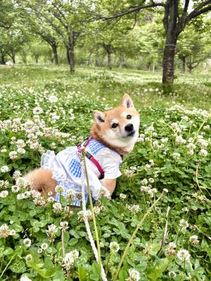 シロツメクサの公園で