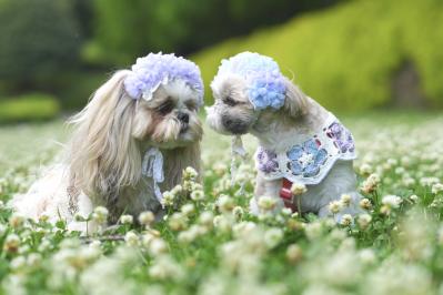 お花の妖精