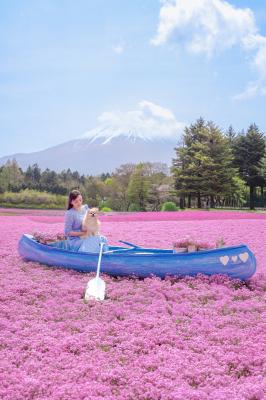 富士山と芝桜