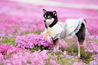 柴桜