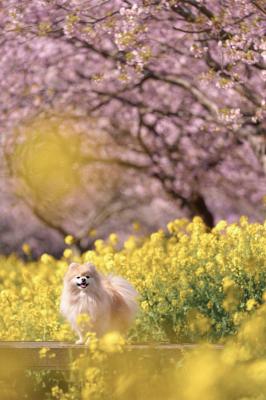 河津桜と菜の花