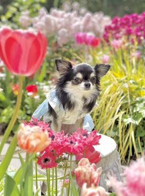 Spring garden