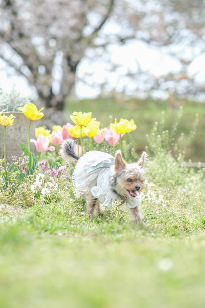 駆け出すコタロウ