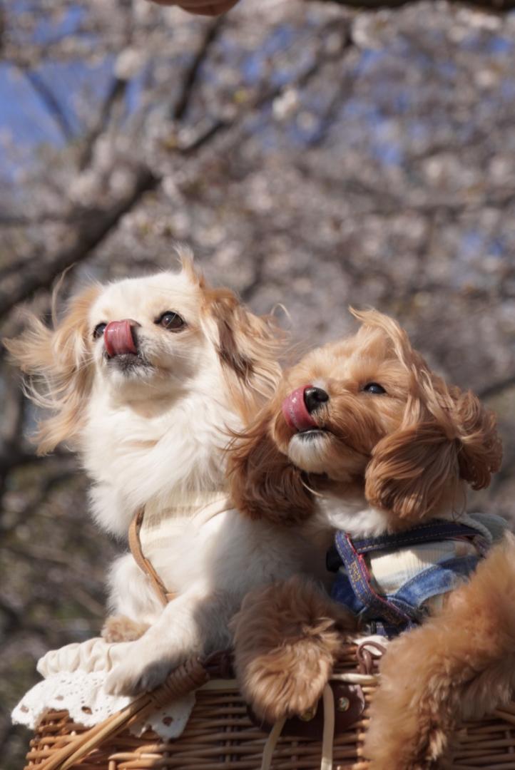 桜とチャコラテ