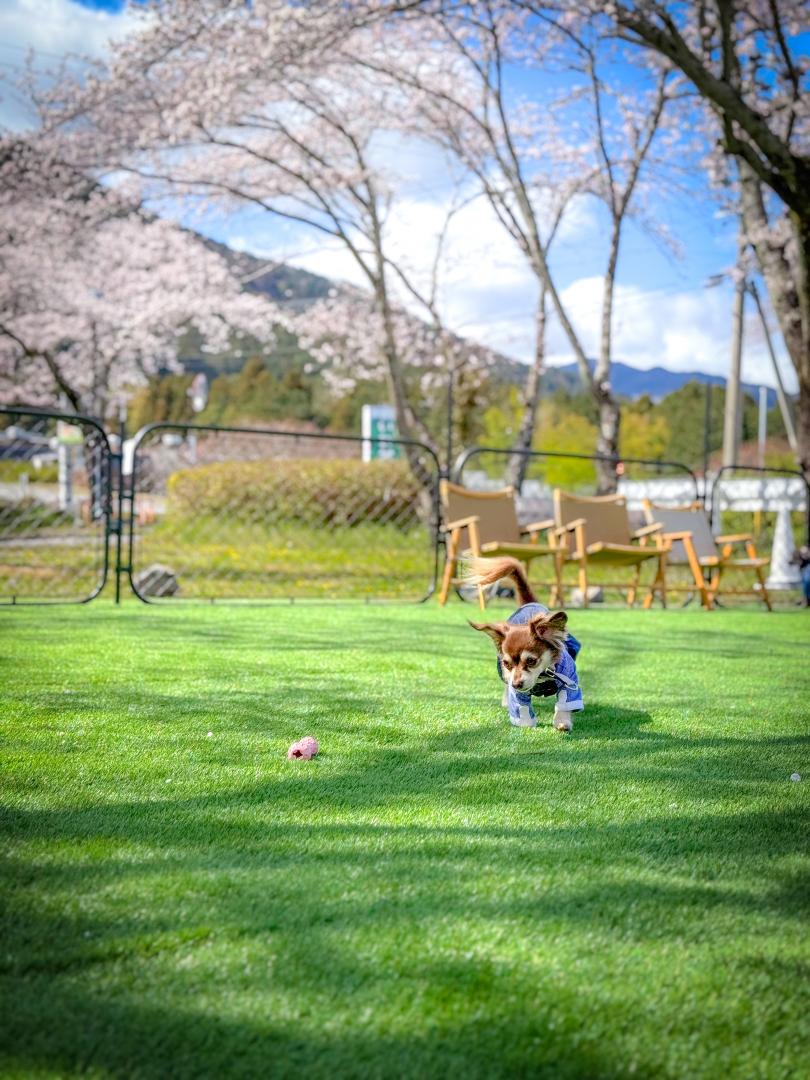 桜の下でランラン