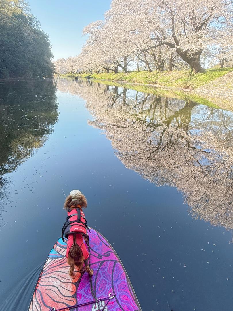 リフレクション