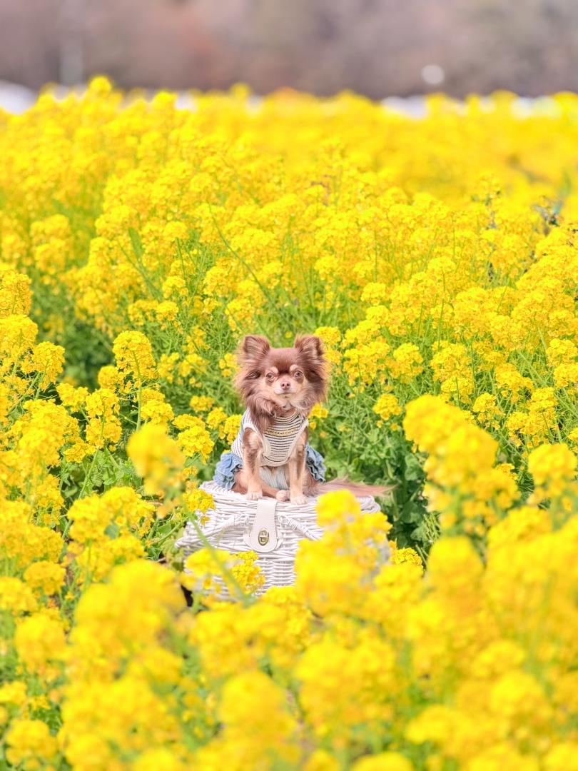 綺麗な黄色の世界