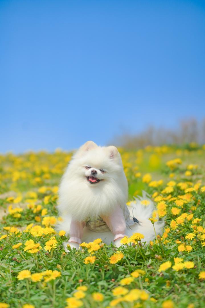 たんぽぽの丘で