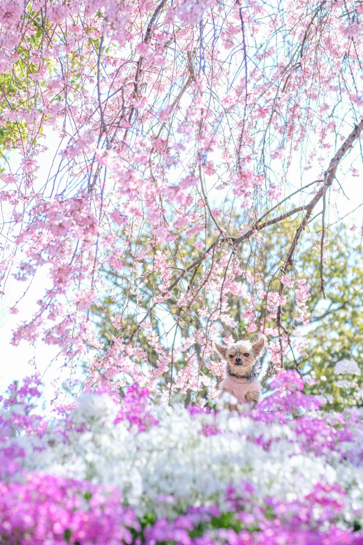 垂れ桜とサクラソウ