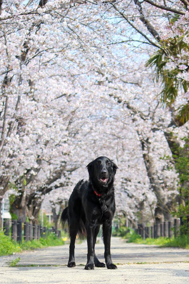 さくら、まんかい