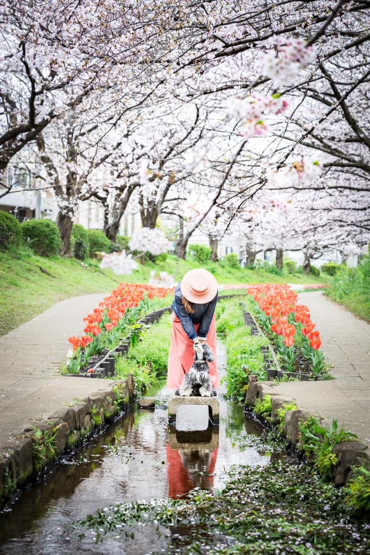 桜とチューリップ