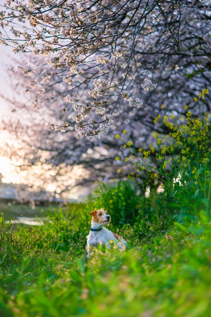 お出かけ先で春を感じて