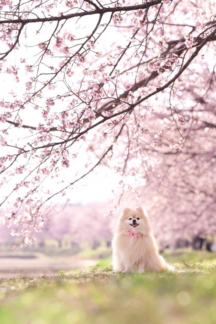 キラキラな桜のアーチ