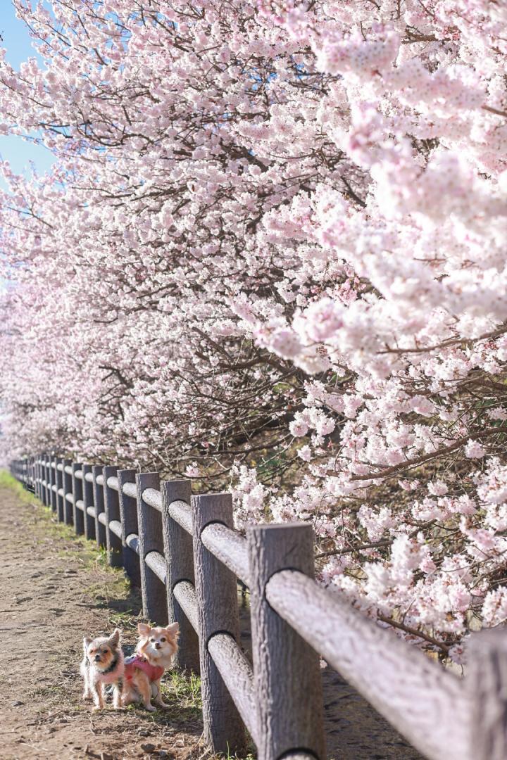 春めき桜とハナコタ