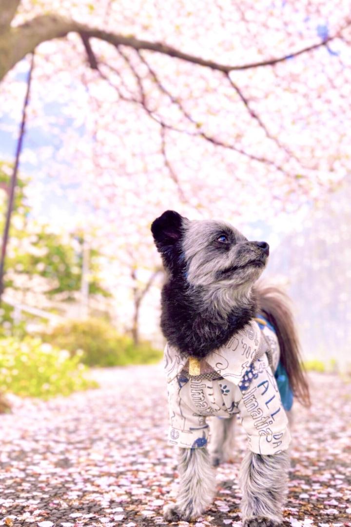 アロと桜の絨毯