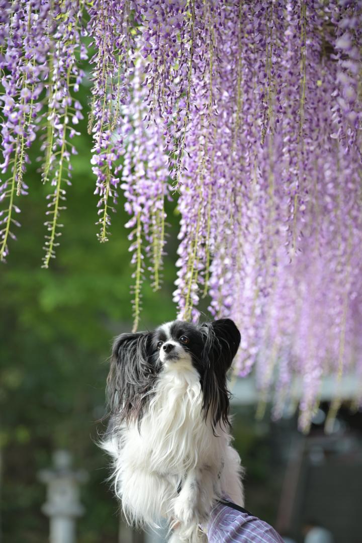 今年の藤むすこ