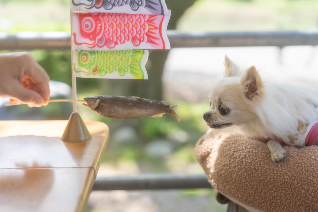 鯉のぼりの仲間入り