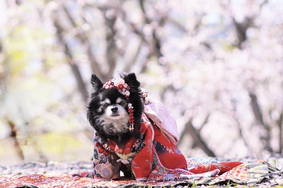 桜の下で着物姿の桃恋(モコ)