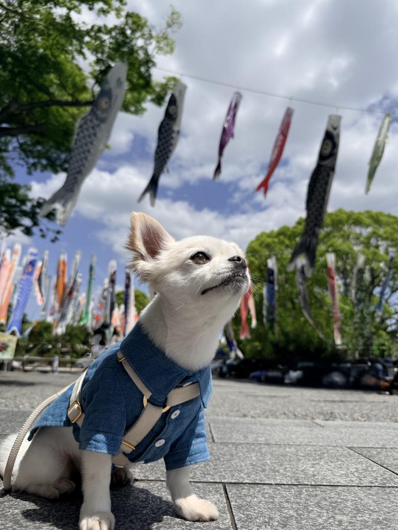 こいのぼりとボク