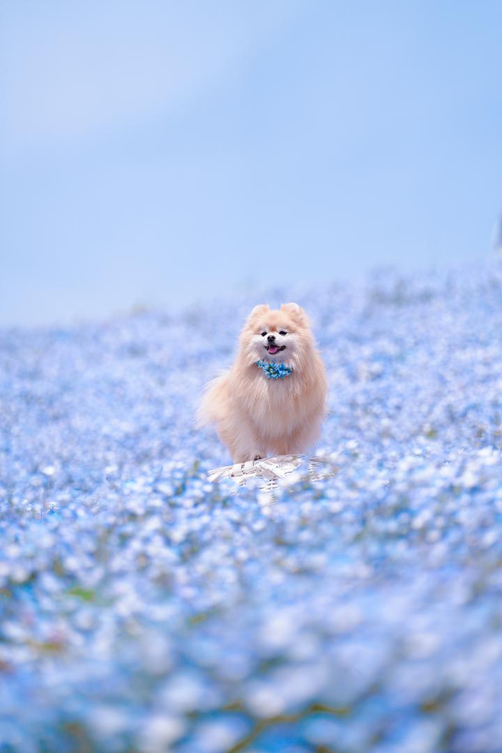 ネモフィラブルー