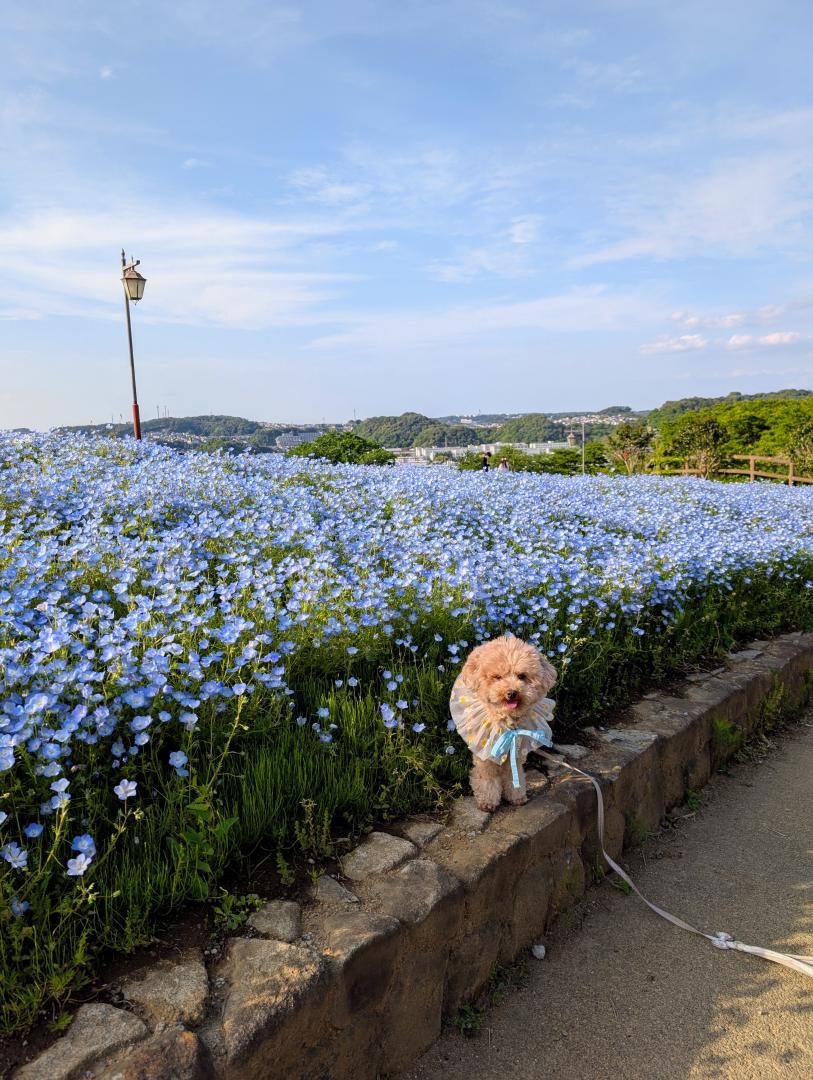 らいちゃんとネモフィラ