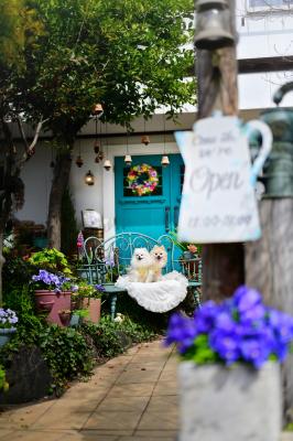 看板犬に見えるかな？