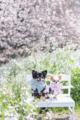 桜とハナダイコン