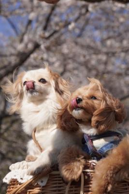 桜とチャコラテ