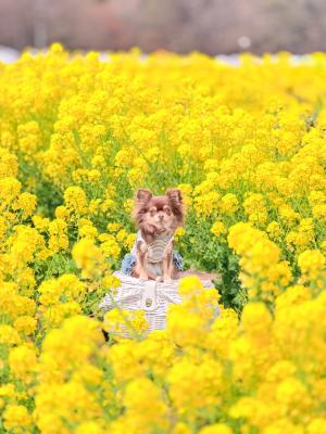 綺麗な黄色の世界