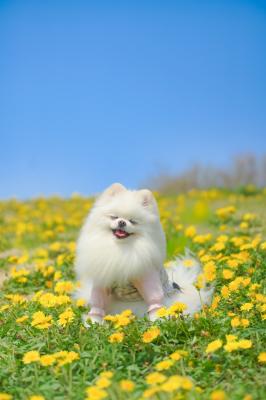 たんぽぽの丘で