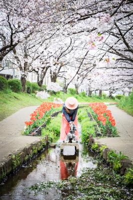 桜とチューリップ