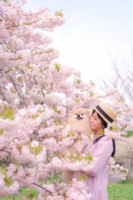 もこもこな八重桜