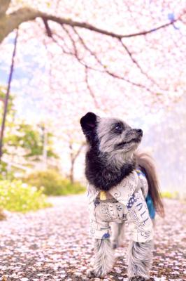 アロと桜の絨毯