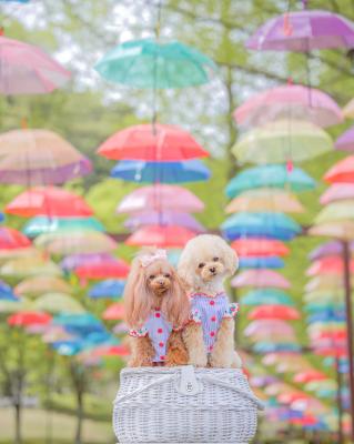 アンブレラスカイ☂️