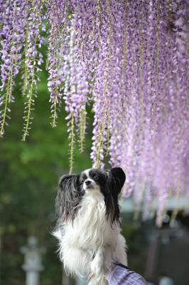 今年の藤むすこ