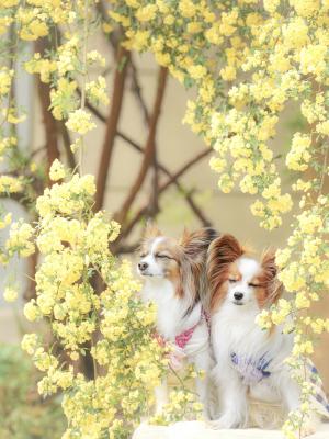 モッコウバラのフレームでスヤスヤ