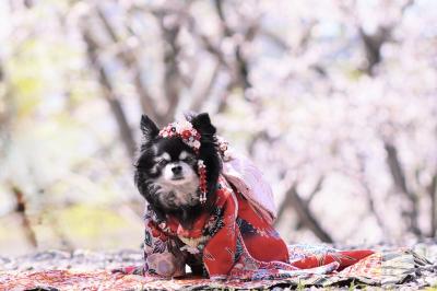 桜の下で着物姿の桃恋(モコ)