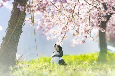 河津桜が綺麗だなぁ！