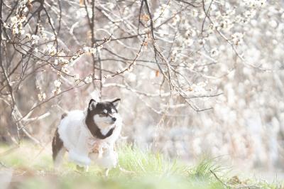春の日差し