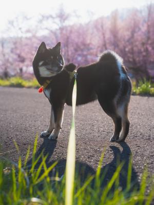 桜が咲いたいつもの散歩道