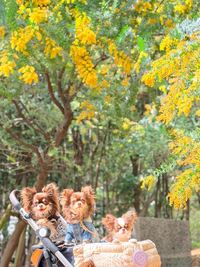 チワ友とミモザの森へ