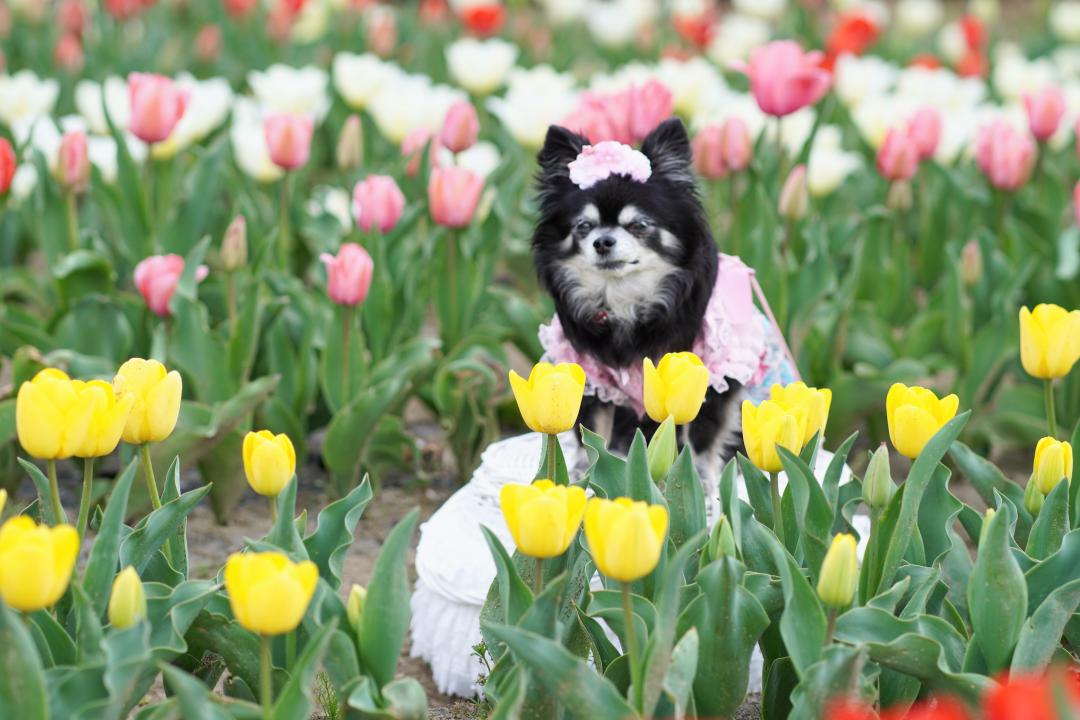 チュ－リップとモコ