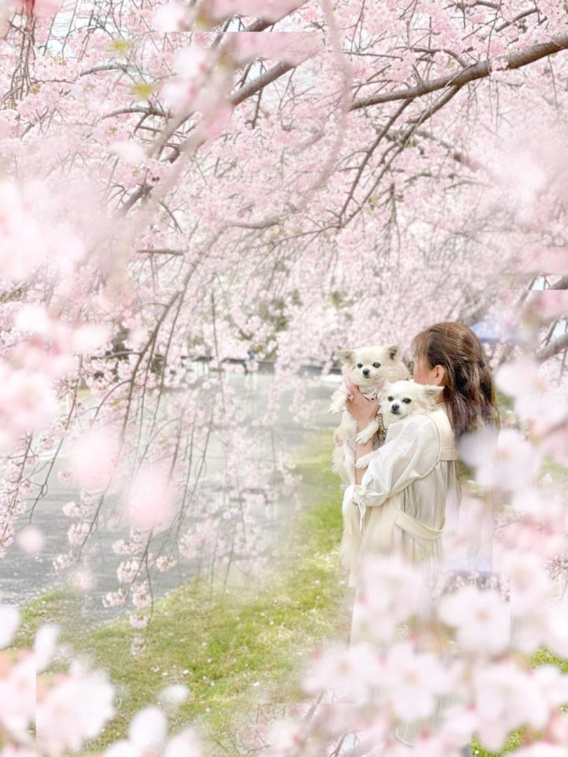 枝垂れ桜でお花見したの…