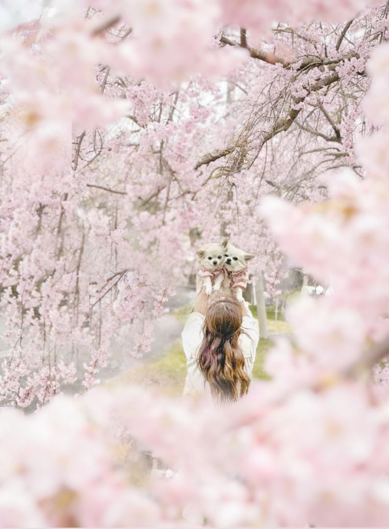 たかいたか～い