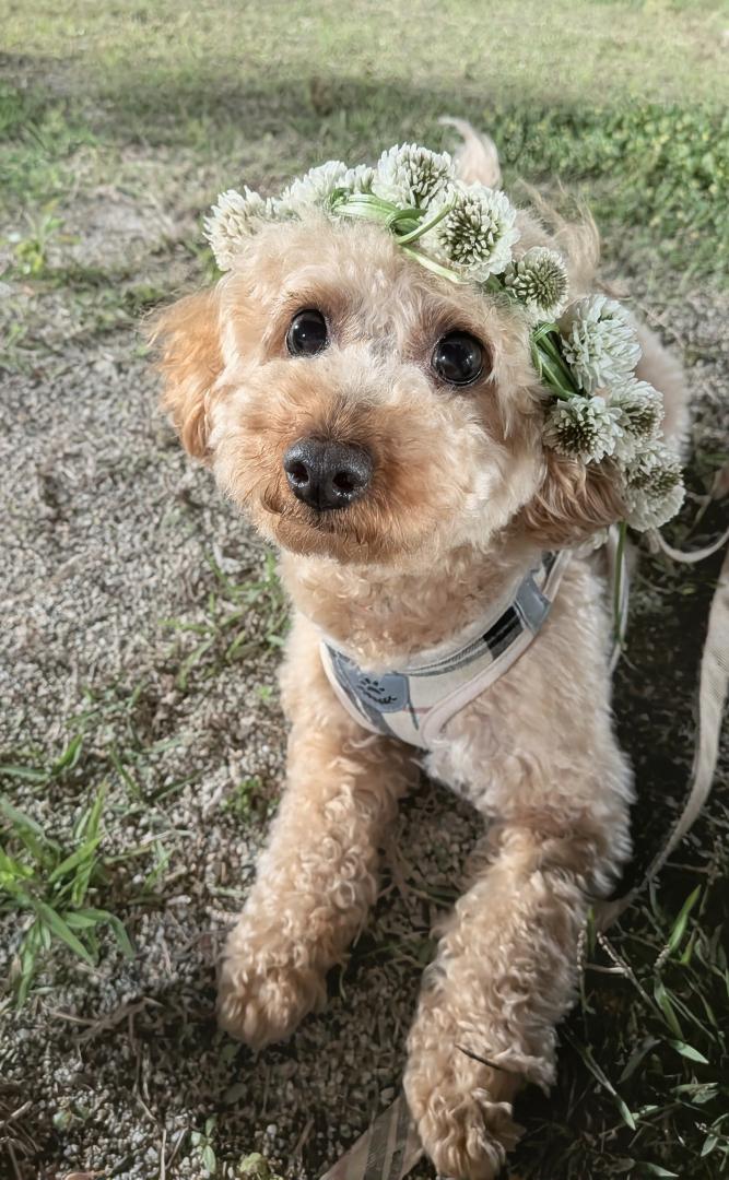 手作りかんむり