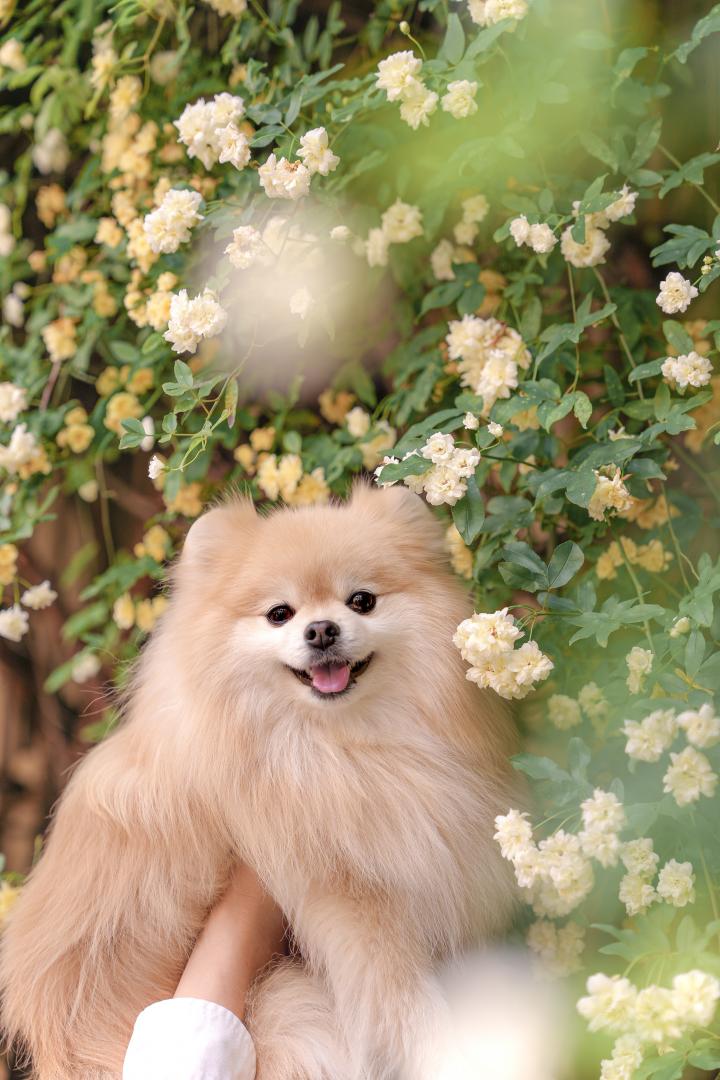 モッコウバラとノエル