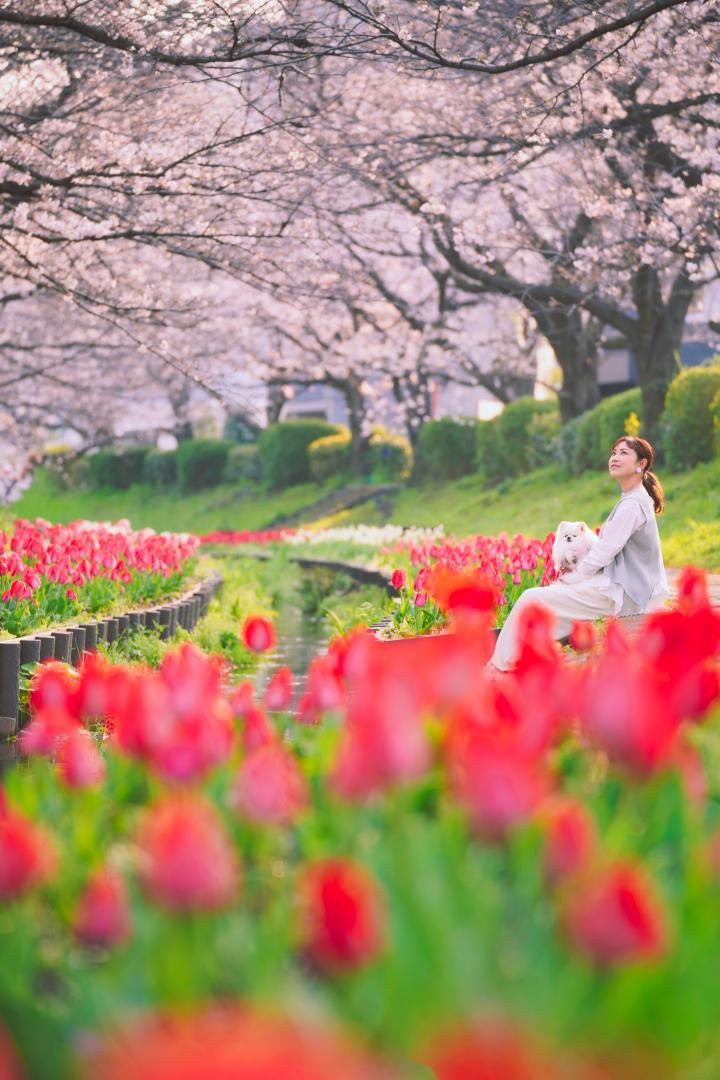 桜×チューリップ
