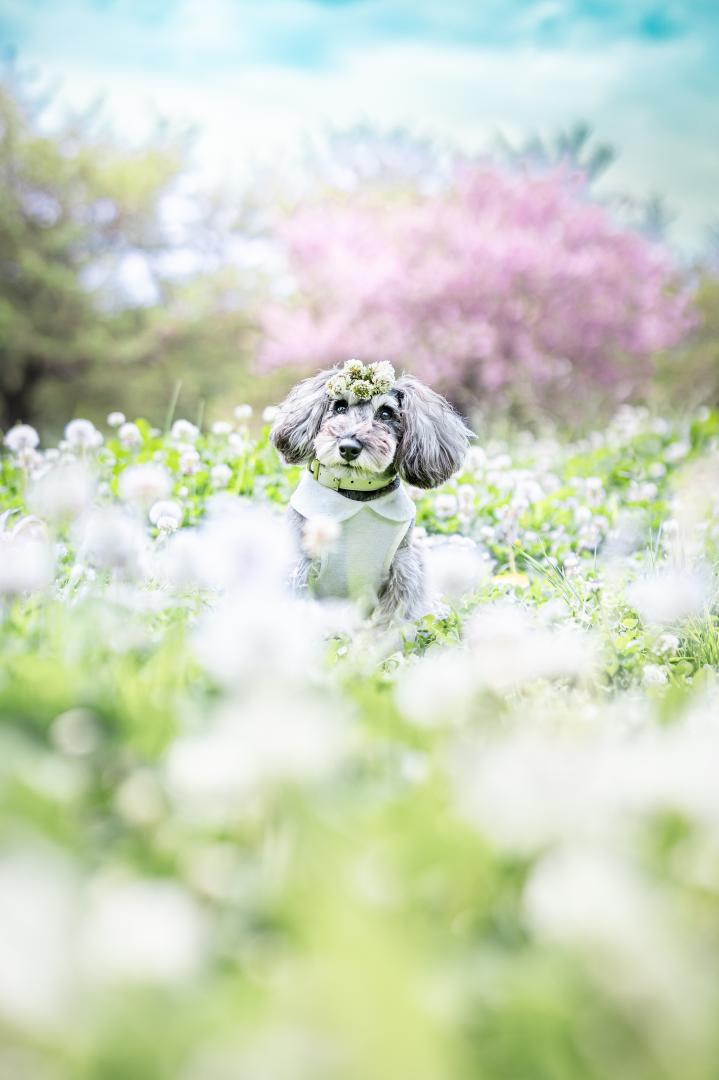 シロツメクサの花冠