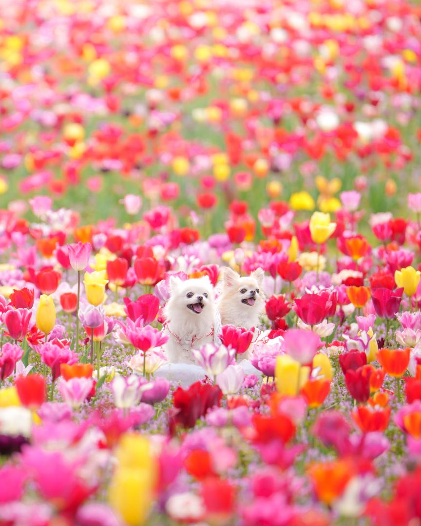 満開のチューリップ畑