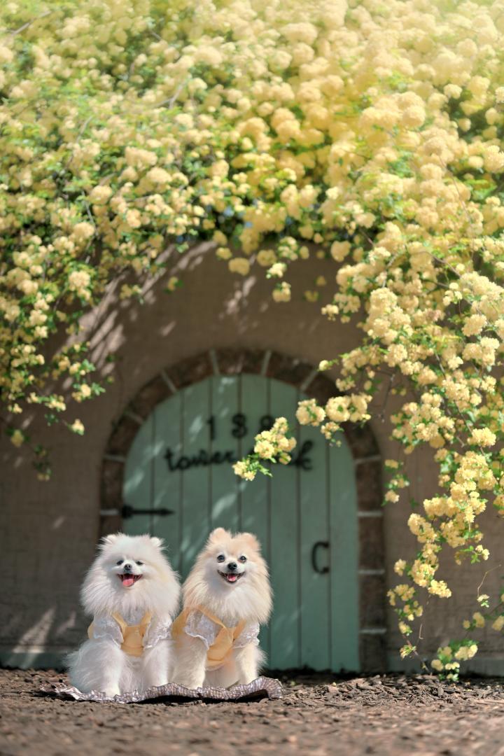 Little Door of Spring